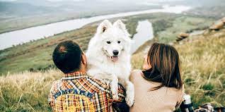 Ultimate packing list while travelling with your dog Ultimate packing list while travelling with your dog